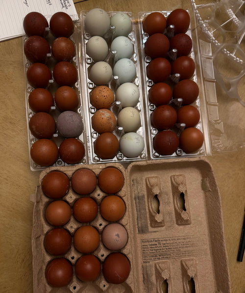 Colored layer backcross