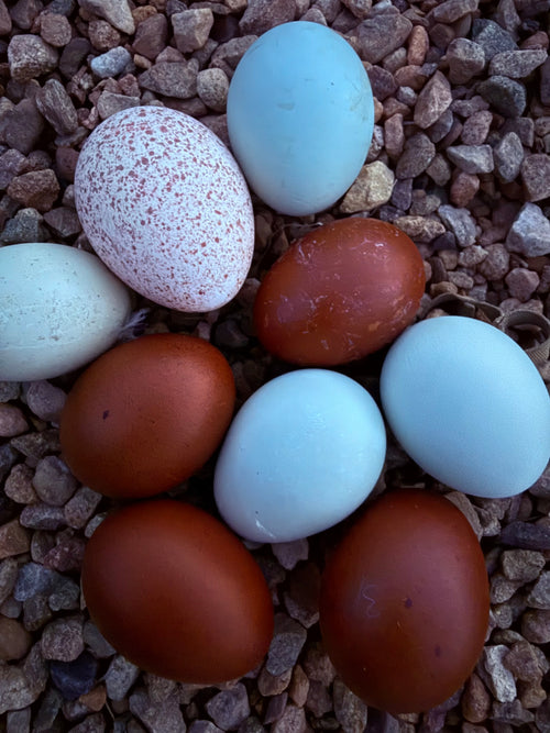 black copper Marans + blue